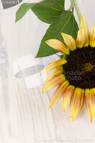 Image of Sunflower flower