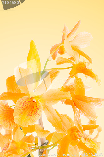 Image of Beautiful orange dendrobium flowers