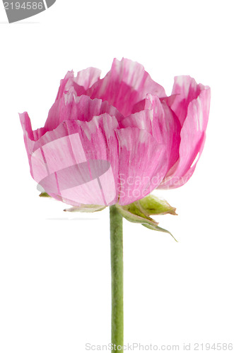 Image of Eustoma flower
