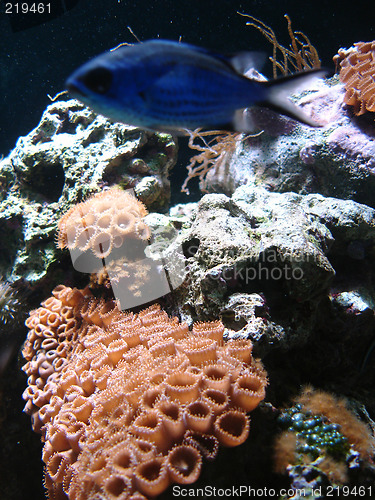 Image of Underwater series