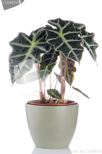 Image of Houseplant
