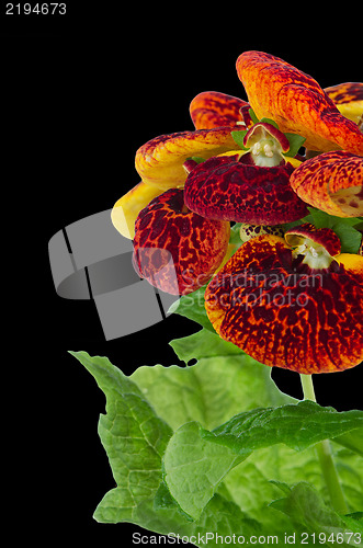 Image of Closeup of yellow and red calceolarua flowers