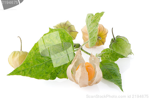 Image of Physalis