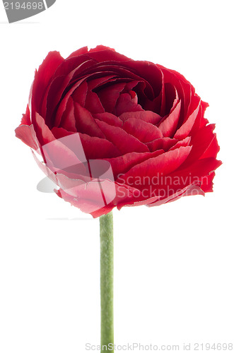 Image of Eustoma flower