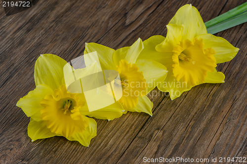 Image of Jonquil flowers