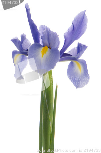 Image of Purple lily flower
