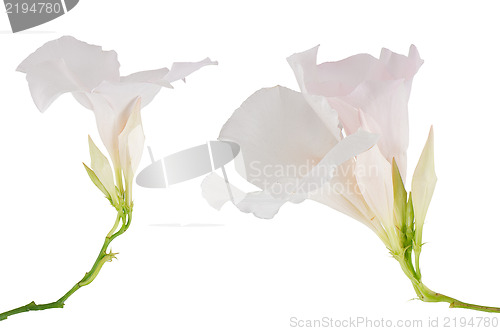 Image of White flowering Mandevilla