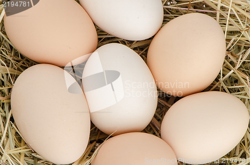 Image of Eggs closeup