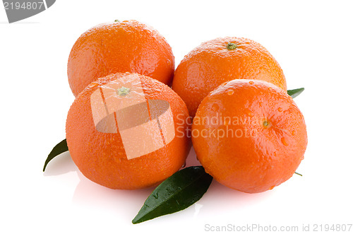 Image of Ripe tangerines or mandarin