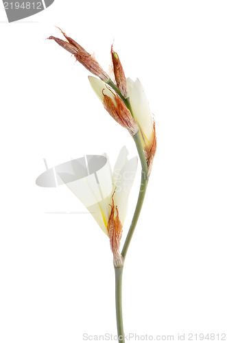 Image of White freesia flowers