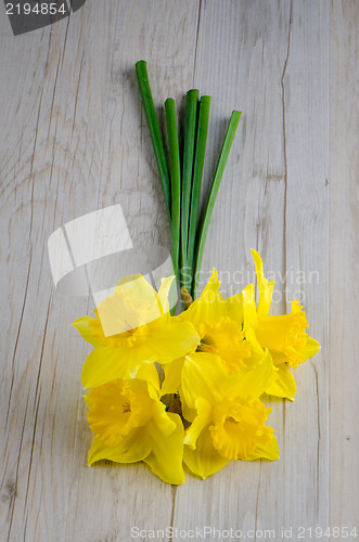 Image of Jonquil flowers