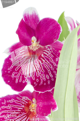 Image of Pansy Orchid - Miltonia Lawless Falls 