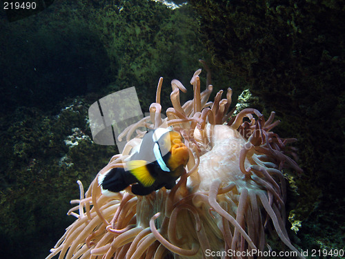 Image of Underwater series