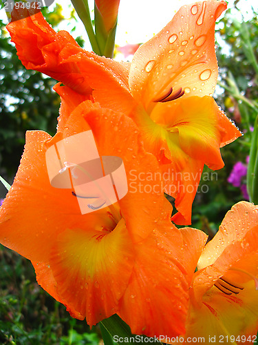 Image of beautiful flower of gladiolus