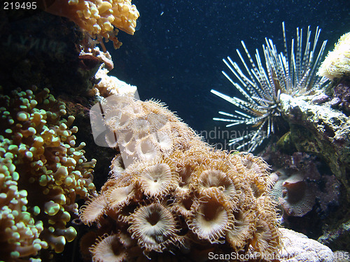 Image of Underwater series