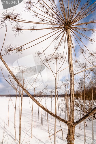 Image of Cowparsnip