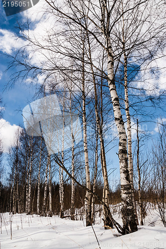 Image of winter trees