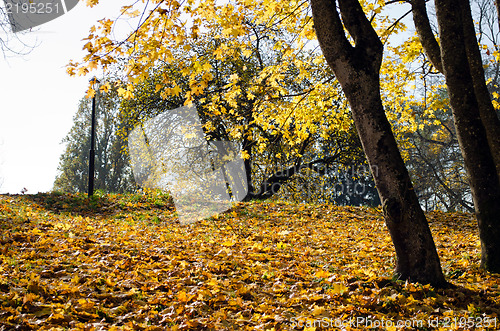 Image of park covered golden autumn maple tree leaves 