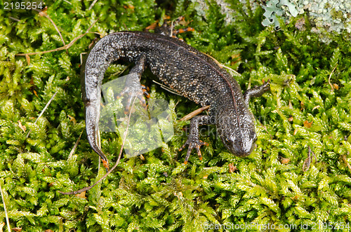 Image of newt triton eft cold-blooded amphibian crawl moss  