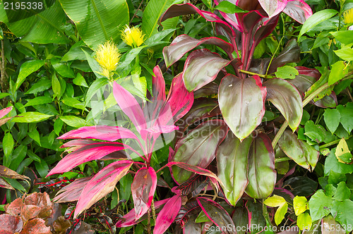 Image of Tropical vegetation