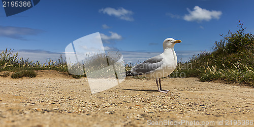 Image of The European Herring Gull on the Etretat