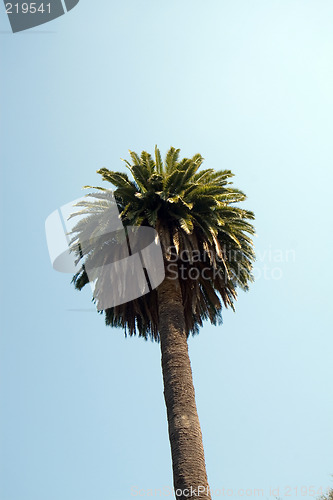 Image of Tropical Palm tree