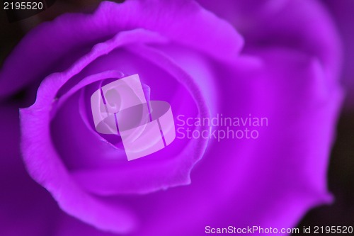 Image of rose background