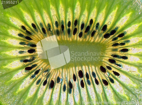 Image of kiwi background