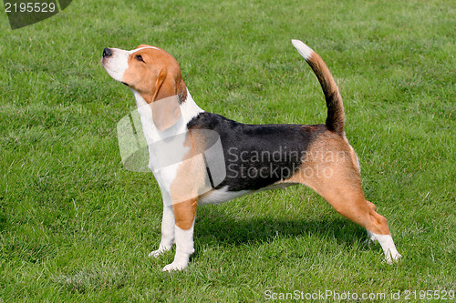 Image of The typical Beagle on the green grass 