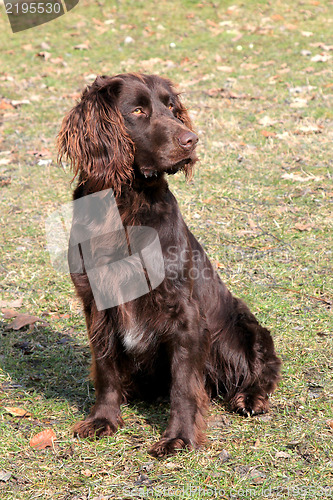 Image of The portrait of German Spaniel  