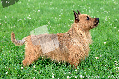 Image of Australian Terrier dog 