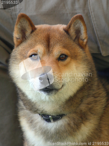 Image of The Shiba dog 