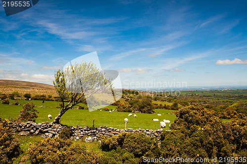 Image of On the pasture in Dartmoor