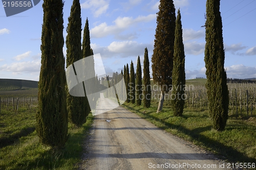 Image of Cypresses