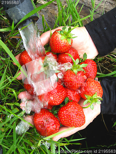 Image of the washing of the fresh strawberry