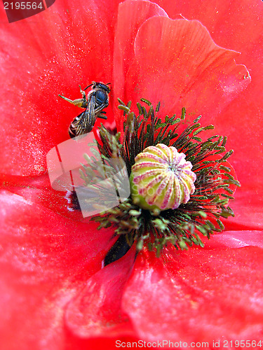 Image of  beautiful flower of red poppy and bee