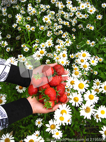 Image of Palms full of strawberries above the cha