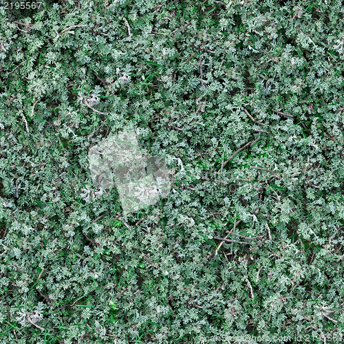 Image of Seamless Texture of Sage-Brush.