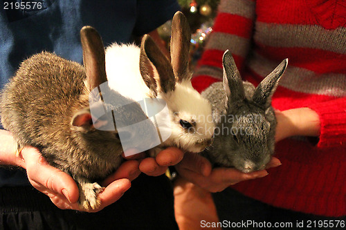 Image of brood of three rabbits in the hands