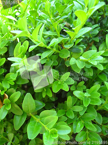 Image of green background from leaves of a plant