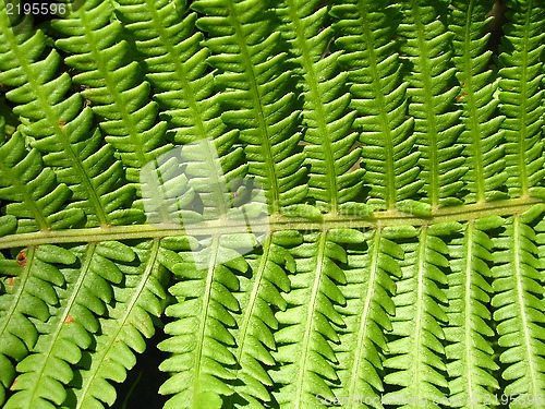 Image of Fine pattern from leaves of fern