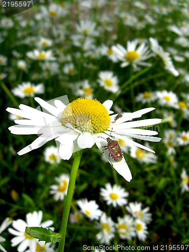 Image of little beetle on the white beautiful chamomile