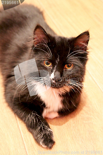 Image of black cat lying on the floor