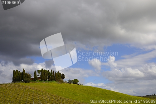 Image of Tuscany vineyard