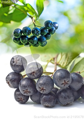 Image of Black choke berry