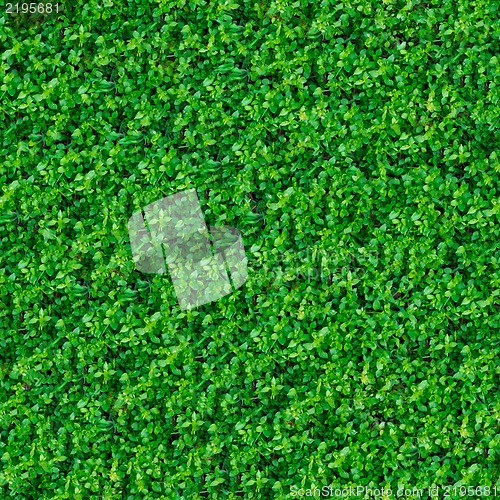 Image of Seamless Texture. Green Meadow Grass.