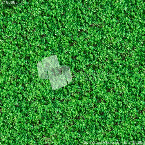 Image of Seamless Texture. Green Meadow Grass.