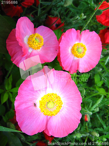 Image of  beautiful flowers of pink poppy