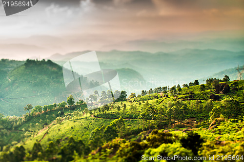 Image of Tea plantations in India (tilt shift lens)