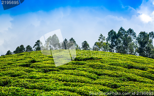 Image of Tea plantations in India